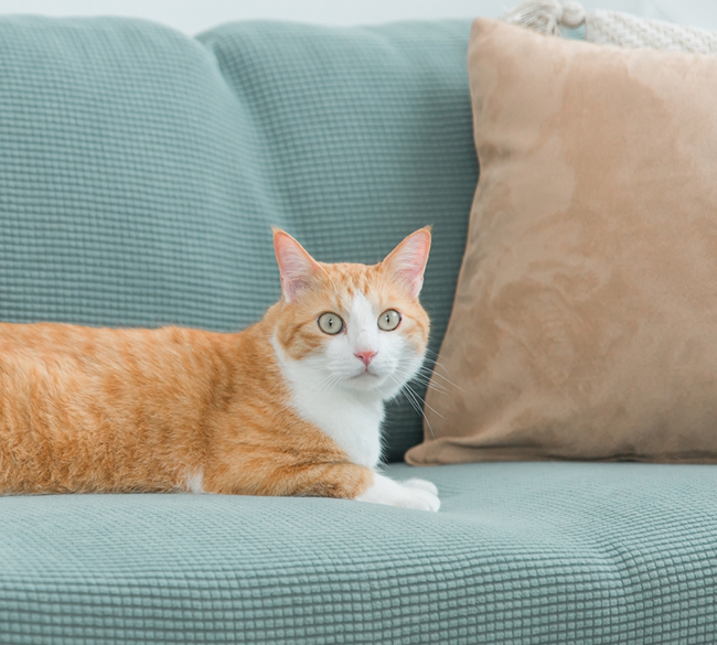 よくあるご質問