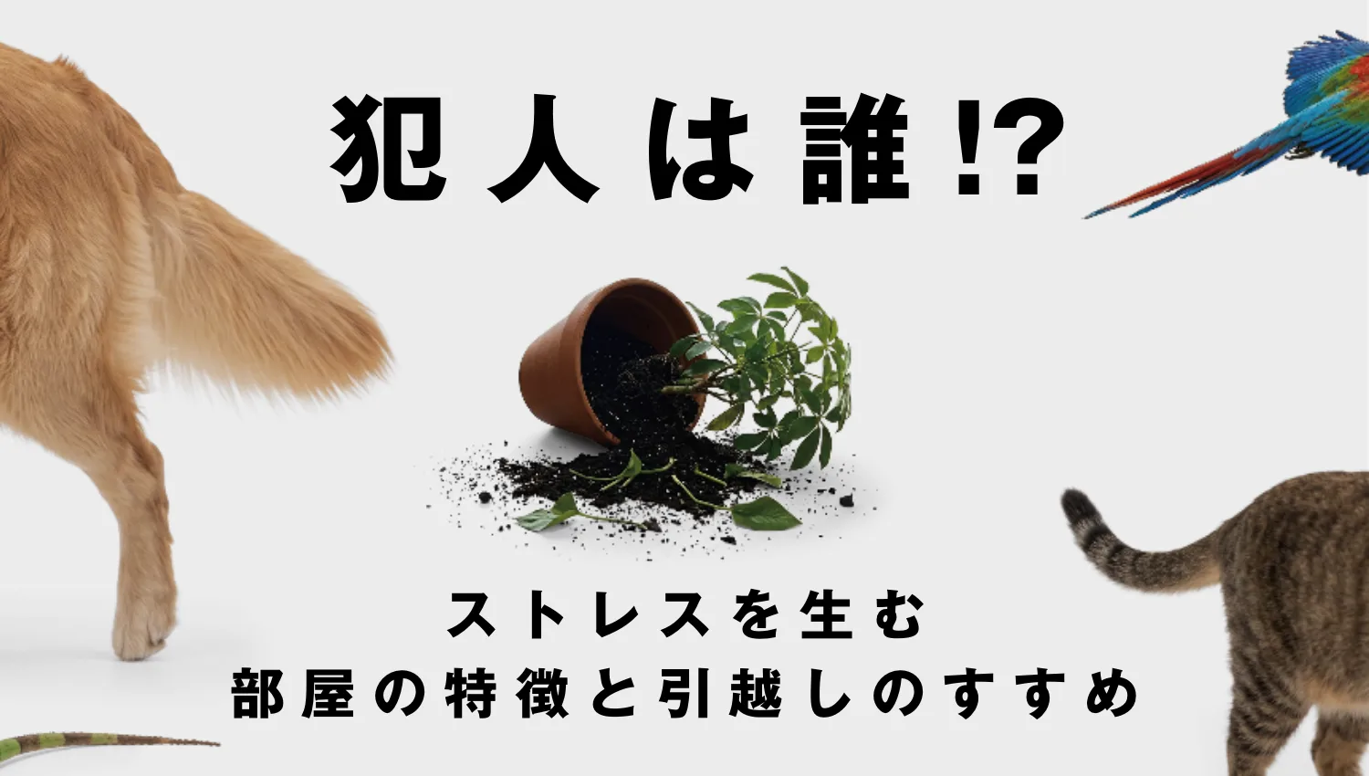 犯人は誰！？ペットのいたずらの本当の原因は「お部屋」かも｜ストレスを生む部屋の特徴と引越しのすすめ